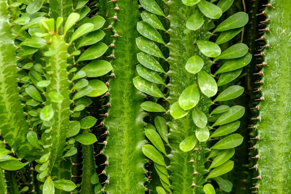 Yakından yaprakları olan yeşil bir kaktüs. Güzel yeşil arkaplan.