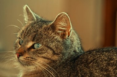 Mavi yeşil gözlü kahverengi kedi portresi