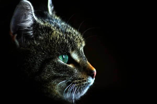 Porträt Einer Braunen Katze Mit Blaugrünen Augen Auf Schwarzem Hintergrund — Stockfoto