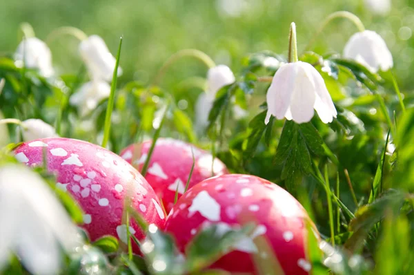 Spring meadow with easter eggs — Stock Photo, Image