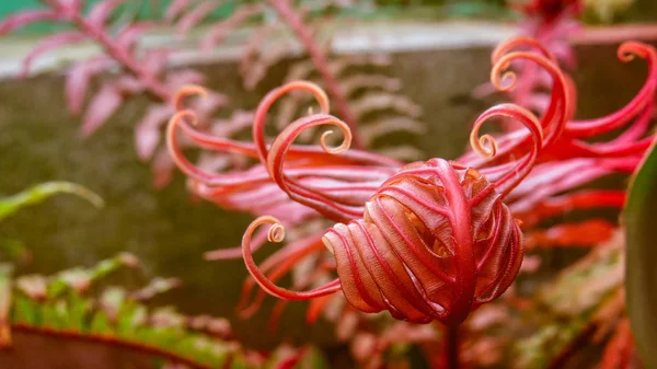 Exotische Pflanze Aus Königlichen Gewächshäusern Von Laeken Belgien Hat Fantastische — Stockfoto