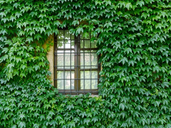 Fenster Des Hauses Der Mit Efeu Bedeckten Wand — Stockfoto