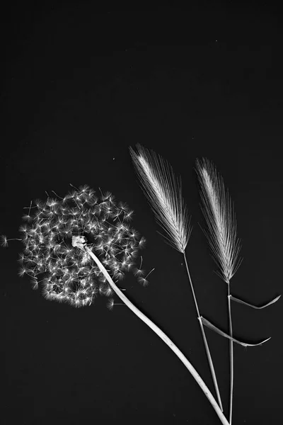 Semillas Diente León Cizaña Sobre Fondo Negro —  Fotos de Stock