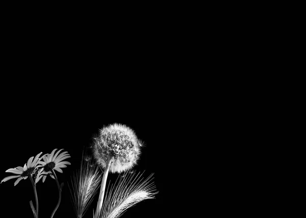 Dandelion Daisies Tares Black Background — Stock Photo, Image