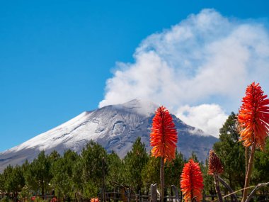 Torch lily flowers in foreground with Popocatepetl volcano in background, Itza-Popo National Park, Mexico clipart