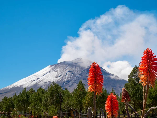 Fáklya Liliom Virágok Előtérben Popocatepetl Vulkán Háttérben Itza Popo Nemzeti — Stock Fotó