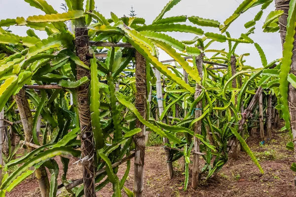 Dragon fruit trees farm in Shan State, Myanmar