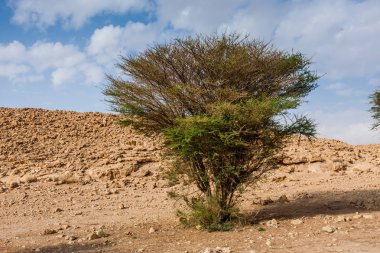 Çölde bir akasya ağacı, Suudi Arabistan