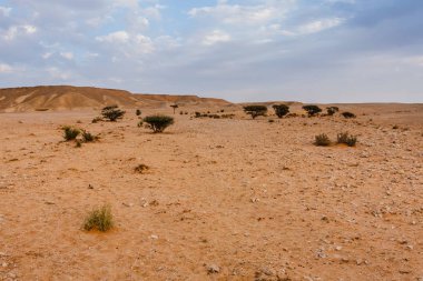 Riyad 'ın güneydoğusunda çöl manzarası, Suudi Arabistan