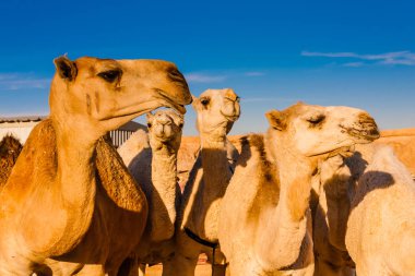 Riyad, Suudi Arabistan yakınlarındaki deve pazarında dromedary deve