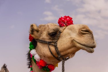 Yıllık festivalde dekore edilmiş kadın deve
