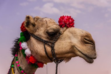 Yıllık festivalde dekore edilmiş kadın deve