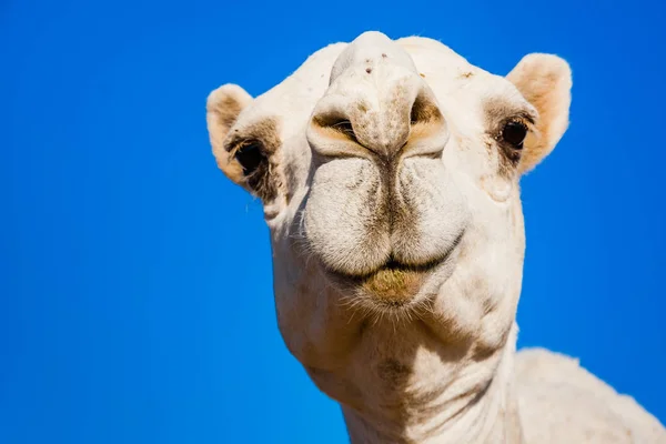 Camello Dromedario Blanco Mercado Camellos Cerca Riad Arabia Saudita — Foto de Stock