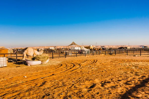 Marché Aux Chameaux Près Riyad Arabie Saoudite — Photo