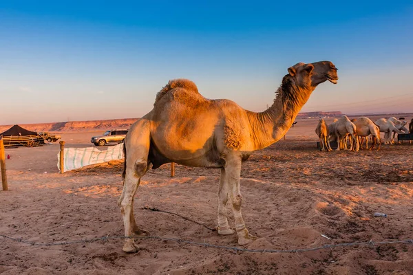 Camello Dromedario Mercado Camellos Cerca Riad Arabia Saudita — Foto de Stock