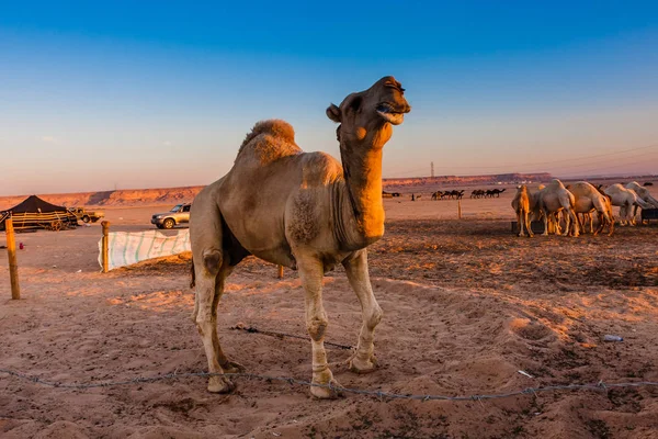 Camello Dromedario Mercado Camellos Cerca Riad Arabia Saudita — Foto de Stock