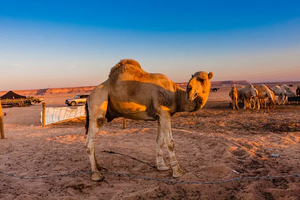 Camello Dromedario Mercado Camellos Cerca Riad Arabia Saudita — Foto de Stock