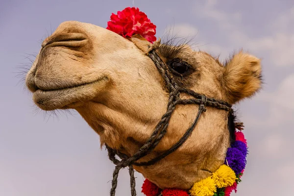 Camello Femenino Decorado Festival Anual — Foto de Stock