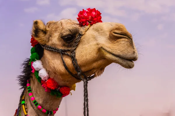 Camello Femenino Decorado Festival Anual — Foto de Stock