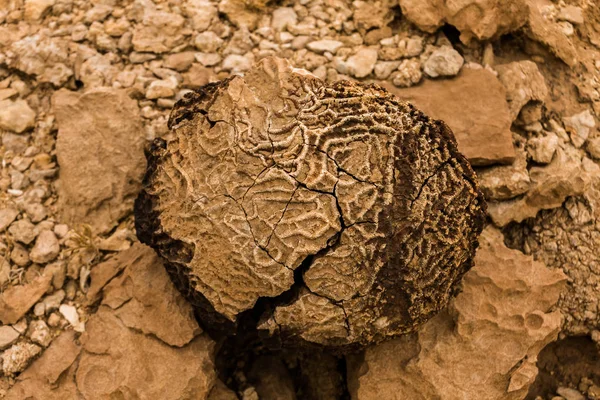 Tabulate fossil corals in the desert of Saudi Arabia near Riyadh