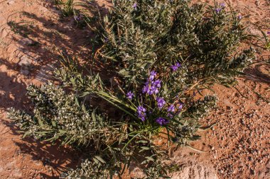 Suudi Arabistan çölünde çiçeklenme mavi iris ve ortak Madımak