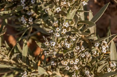 Suudi Arabistan çölünde çiçek açan ortak Madımak (kuş otu, pigweed, lowgrass, Polygonum Sp.)