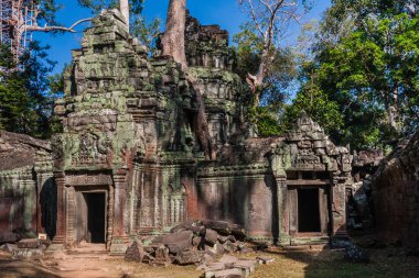 Ta Prohm Buddist Tapınağı 'nın ünlü harabeleri, Siem Reap, Kamboçya