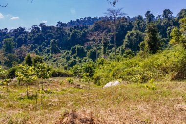 Kulen tepeleri 'nin doğal manzarası, Siem Reap, Kamboçya