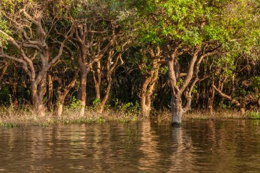 Tonle Sap Gölü 'nde bir Mangrove Bush, Kamboçya