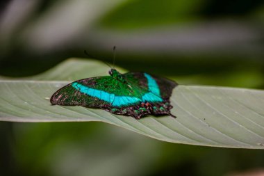 Papilio palinurus, zümrüt kırlangıç kuyruğu, zümrüt tavus kuşu veya yeşil bantlı tavus kuşu