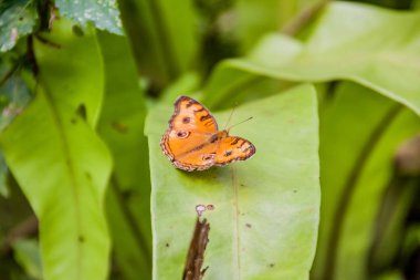 Bir peacock Pansy kelebek (Junonia almana javana) bir yaprak üzerinde