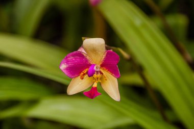 Bahçede çiçek açan orkideler