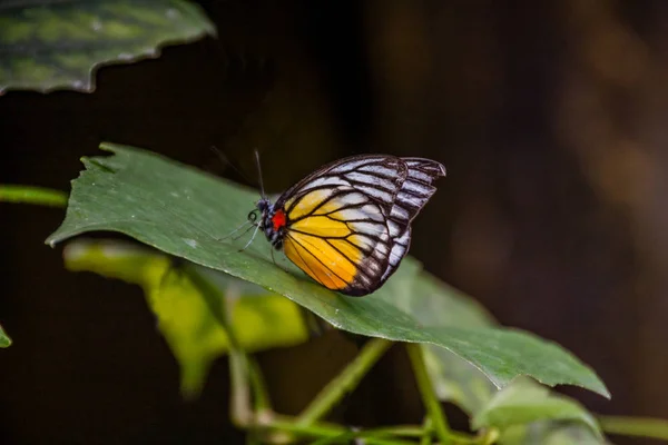 绿叶上的红斑锯齿蝴蝶 普里昂菲洛诺姆玛娜 — 图库照片