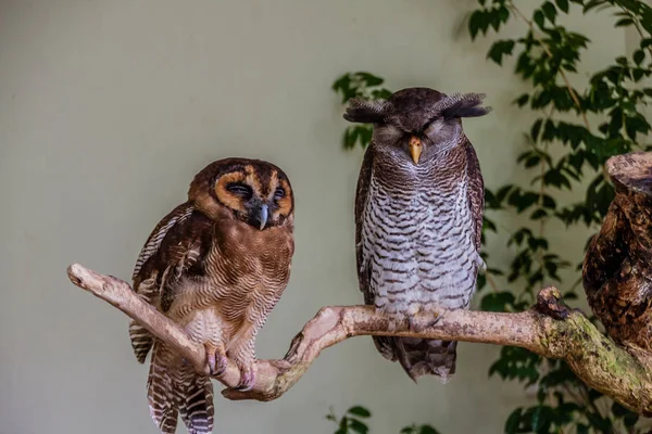 Den Bruna Trä Uggla Strix Leptogrammica Vänster Och Den Bandade — Stockfoto