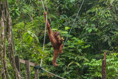 Doğal yaşam alanında bebeği olan dişi bir orangutan, Sarawak, Malezya