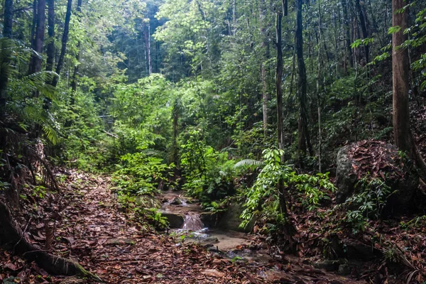 Τροπικό Δάσος Στο Νησί Πενανγκ Μαλαισία — Φωτογραφία Αρχείου
