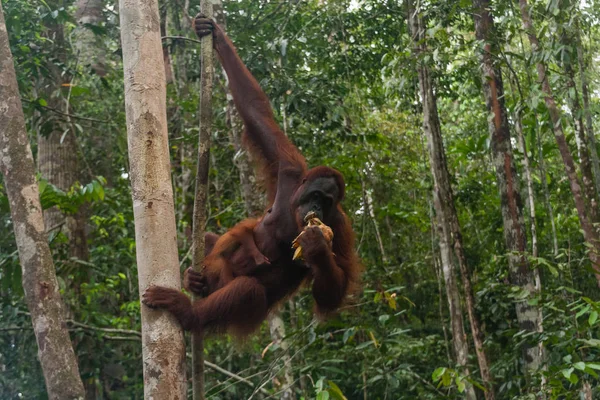 Самка Орангутанга Ребенком Естественной Среде Обитания Саравак Малайзия — стоковое фото