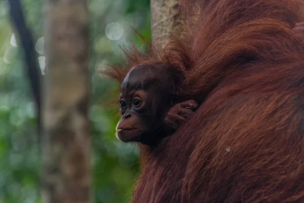 Орангутанг Естественной Среде Обитания Саравак Малайзия — стоковое фото
