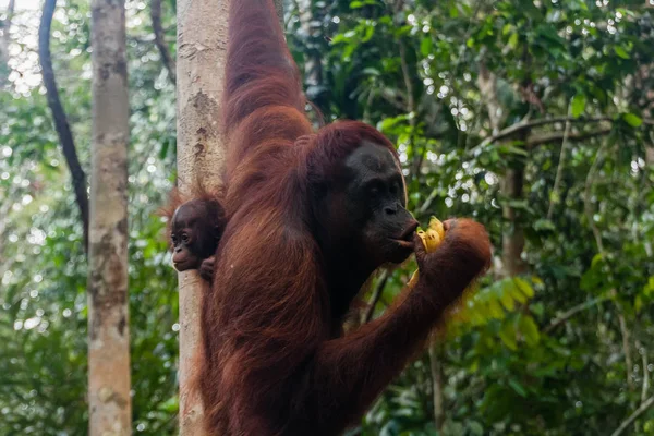Самка Орангутанга Ребенком Естественной Среде Обитания Саравак Малайзия — стоковое фото
