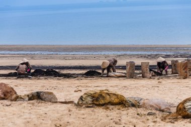 Ha Long Bay, Ngc Chu sahilinde temizlik yapıyor Vietnamlı işçiler