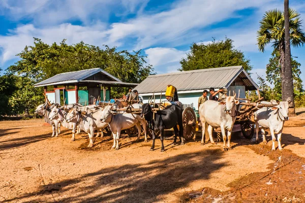 Zebu su taşıyıcıları su dağıtım istasyonunda, Myanmar