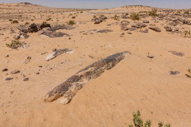 Riyad'ın güneyindeki çölde taşlaşmış kütükler