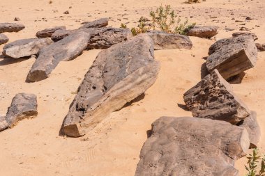 Riyad'ın güneyindeki çölde taşlaşmış kütükler