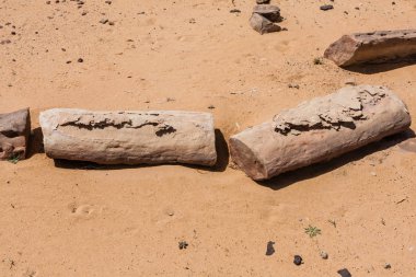 Riyad'ın güneyindeki çölde taşlaşmış kütükler