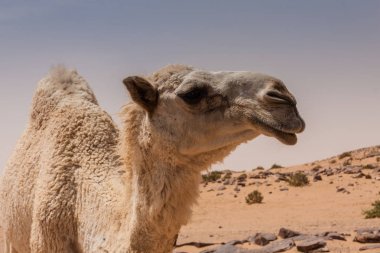 Çölde sevimli bir beyaz dromedary deve bir portre 