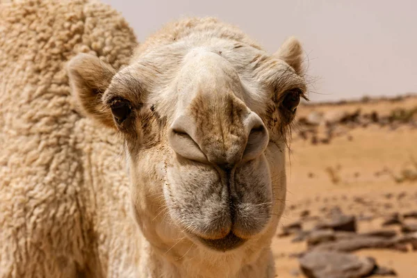 Retrato Lindo Camello Dromedario Blanco Desierto — Foto de Stock