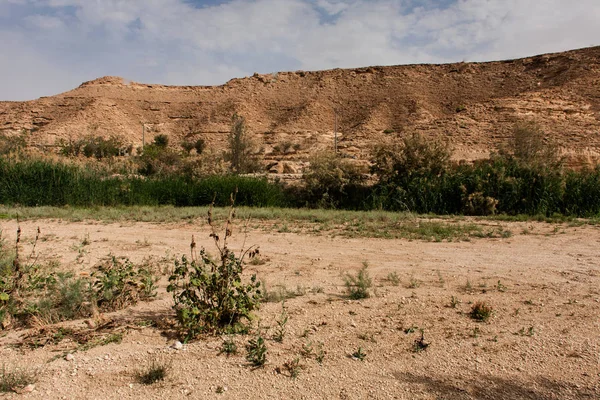 Green Vegetation Freshwater Naquibs Pond Desert Riyadh — Stock Photo, Image