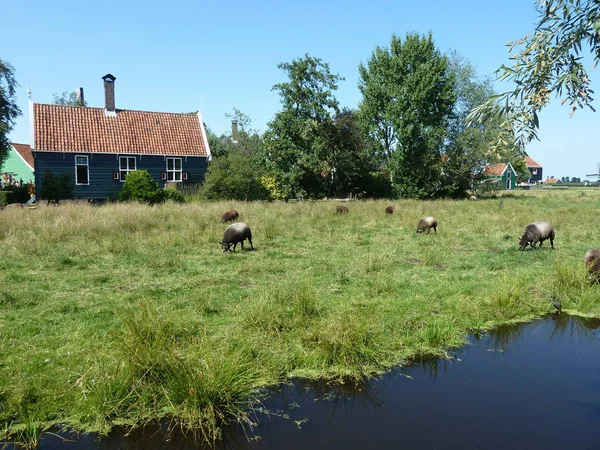 Pâturage Moutons Maison Village Traditionnelle Zaanse Schans — Photo