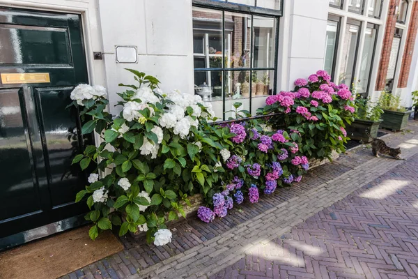Fasada Budynku Mieszkalnego Ozdobione Roślin Domowych Kwiatów Haarlem — Zdjęcie stockowe