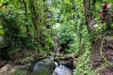 Endonezya 'nın Bali Adası' ndaki tropikal yağmur ormanlarında bir tatlı su akıntısı